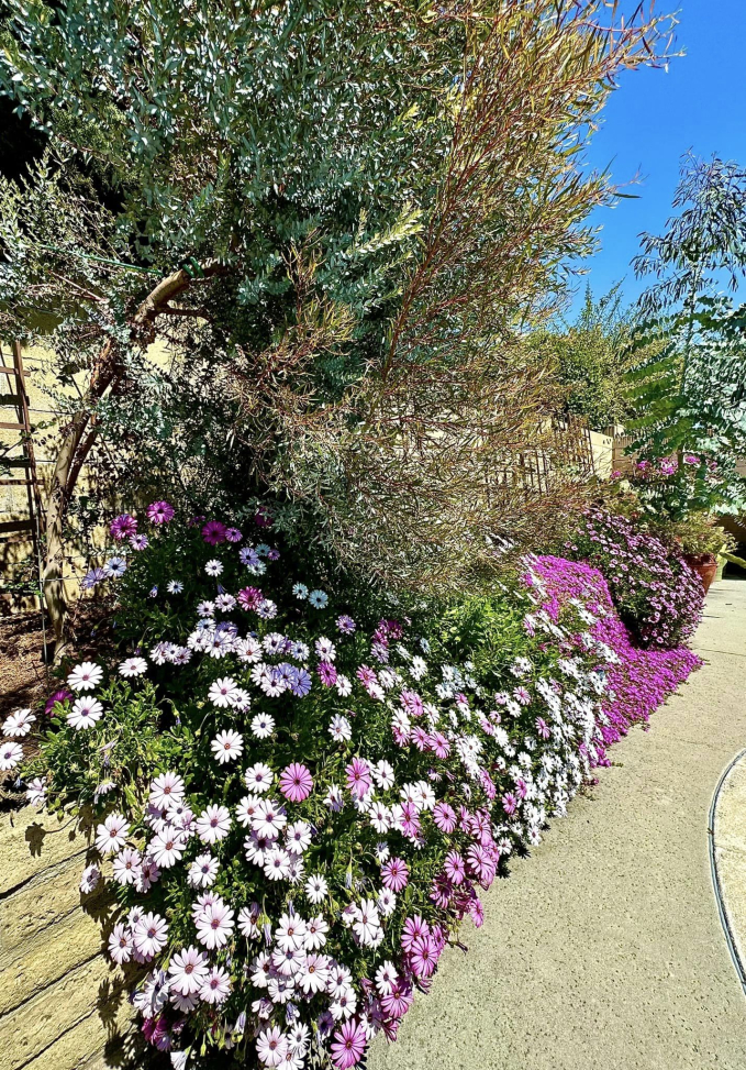 Biệt thự ở Mỹ của phú bà” phim Mai - Hồng Đào: Hoa lá ngập tràn như resort, chụp vu vơ cũng có cả tá ảnh sống ảo-12