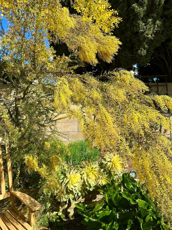 Biệt thự ở Mỹ của phú bà” phim Mai - Hồng Đào: Hoa lá ngập tràn như resort, chụp vu vơ cũng có cả tá ảnh sống ảo-13