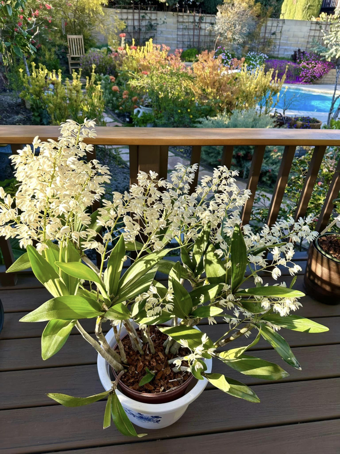 Biệt thự ở Mỹ của phú bà” phim Mai - Hồng Đào: Hoa lá ngập tràn như resort, chụp vu vơ cũng có cả tá ảnh sống ảo-14