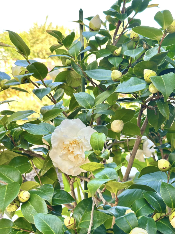 Biệt thự ở Mỹ của phú bà” phim Mai - Hồng Đào: Hoa lá ngập tràn như resort, chụp vu vơ cũng có cả tá ảnh sống ảo-15