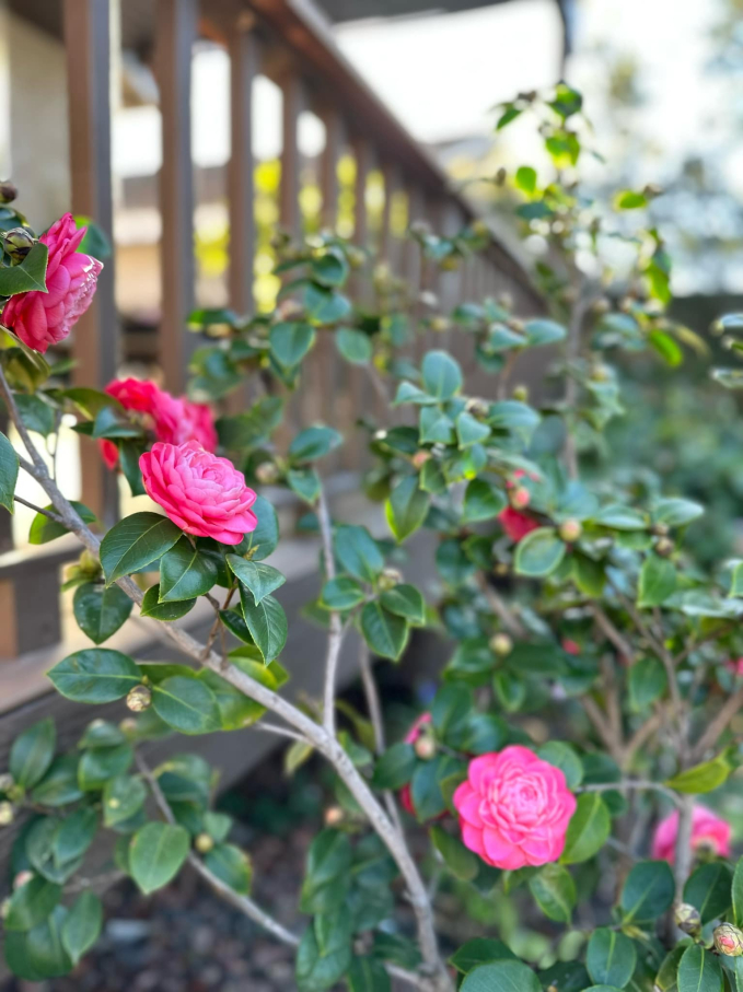 Biệt thự ở Mỹ của phú bà” phim Mai - Hồng Đào: Hoa lá ngập tràn như resort, chụp vu vơ cũng có cả tá ảnh sống ảo-16