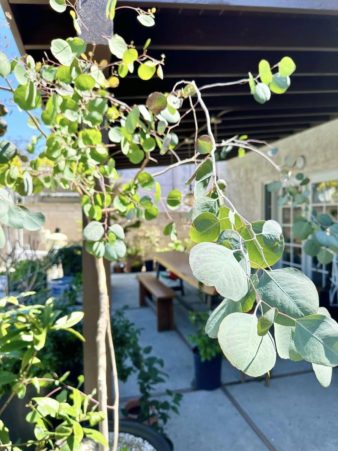 Biệt thự ở Mỹ của phú bà” phim Mai - Hồng Đào: Hoa lá ngập tràn như resort, chụp vu vơ cũng có cả tá ảnh sống ảo-17