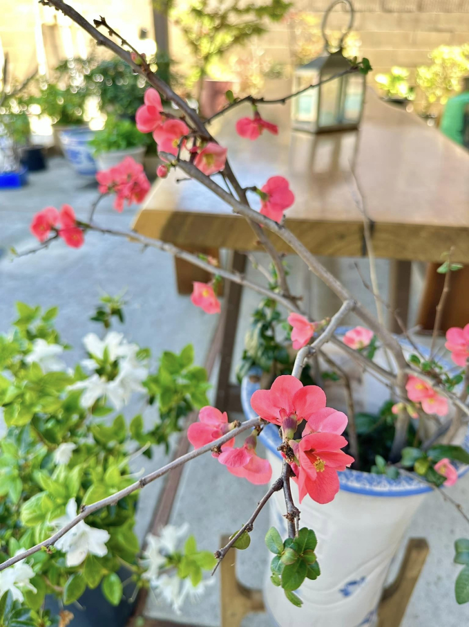 Biệt thự ở Mỹ của phú bà” phim Mai - Hồng Đào: Hoa lá ngập tràn như resort, chụp vu vơ cũng có cả tá ảnh sống ảo-18