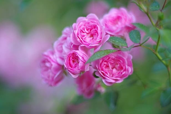 Phất lên như diều: Ai sinh tháng Âm lịch này ra Giêng làm ăn khấm khá, nhiều đất đai, của cải-4