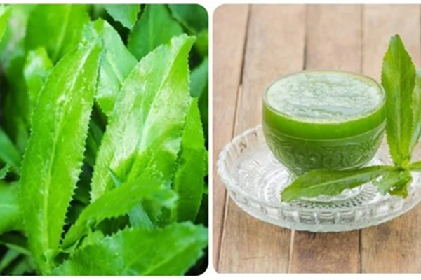 Uống nước lá ổi tươi có tác dụng gì với sức khoẻ?-2