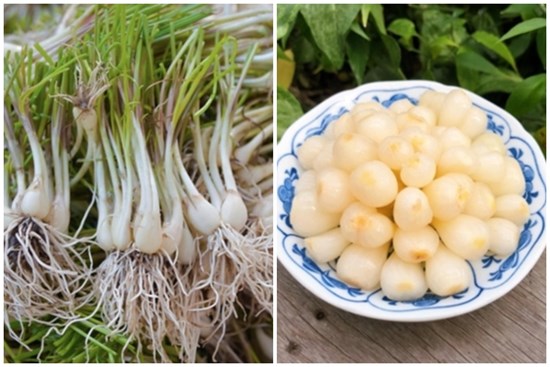 Vì sao nên ngâm củ kiệu với tro trước khi muối?