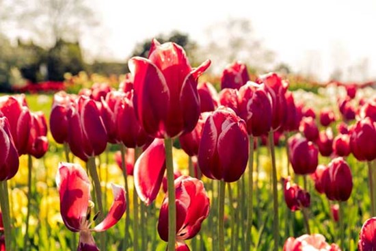 Tử vi ngày 21/2/2024: Tuổi Mão khẳng định vị thế, tuổi Ngọ học cách lắng nghe