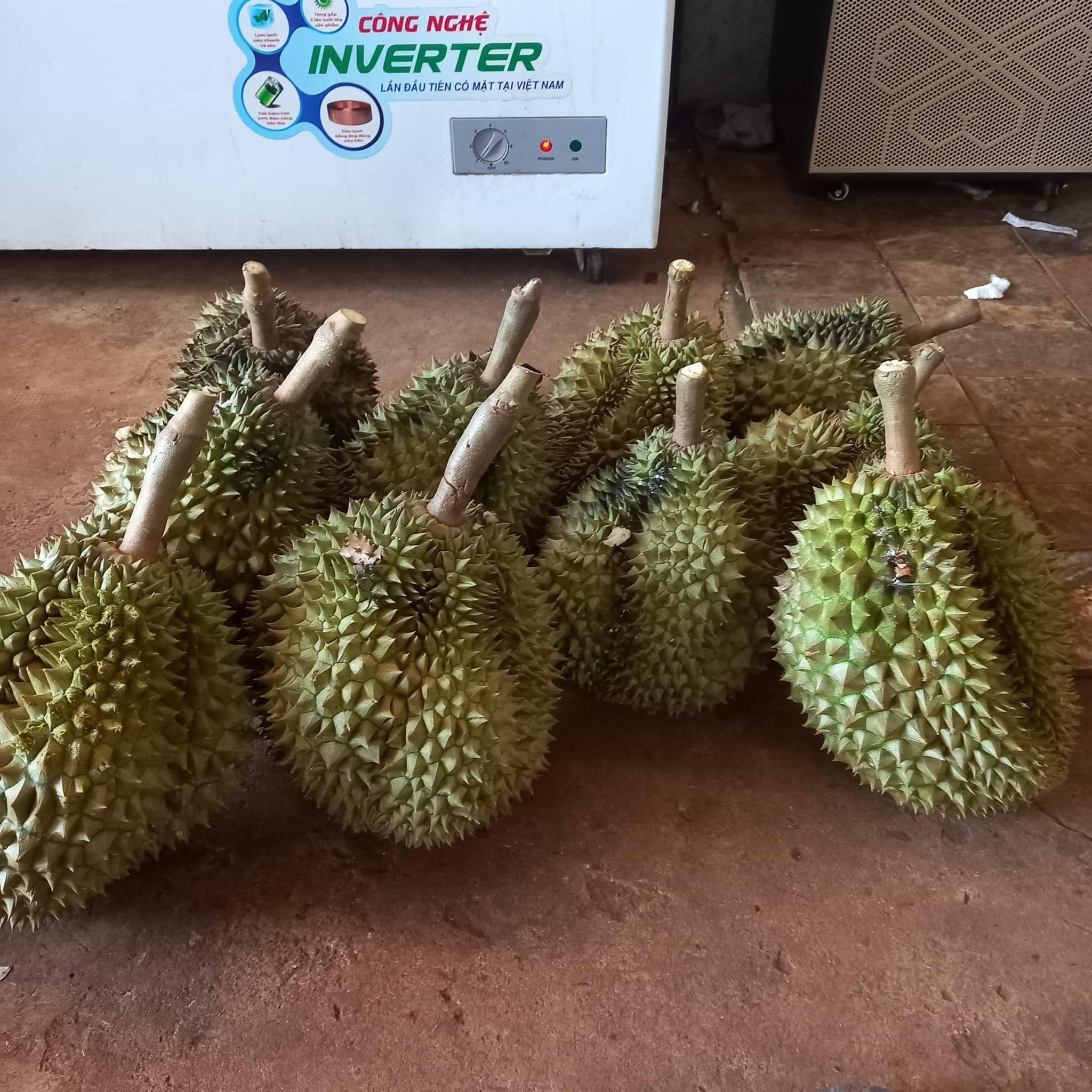 Sầu riêng tăng giá, thương lái đi lùng mua từng quả-1