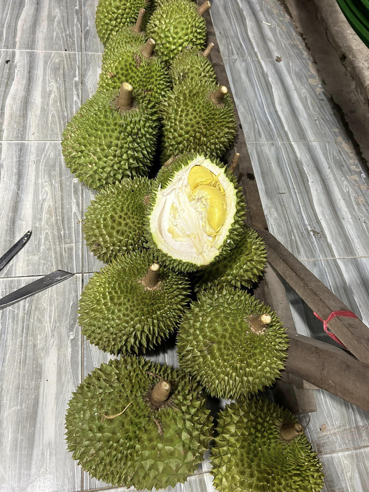 Sầu riêng tăng giá, thương lái đi lùng mua từng quả-2