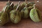 Sầu riêng Musang King loạn giá-3