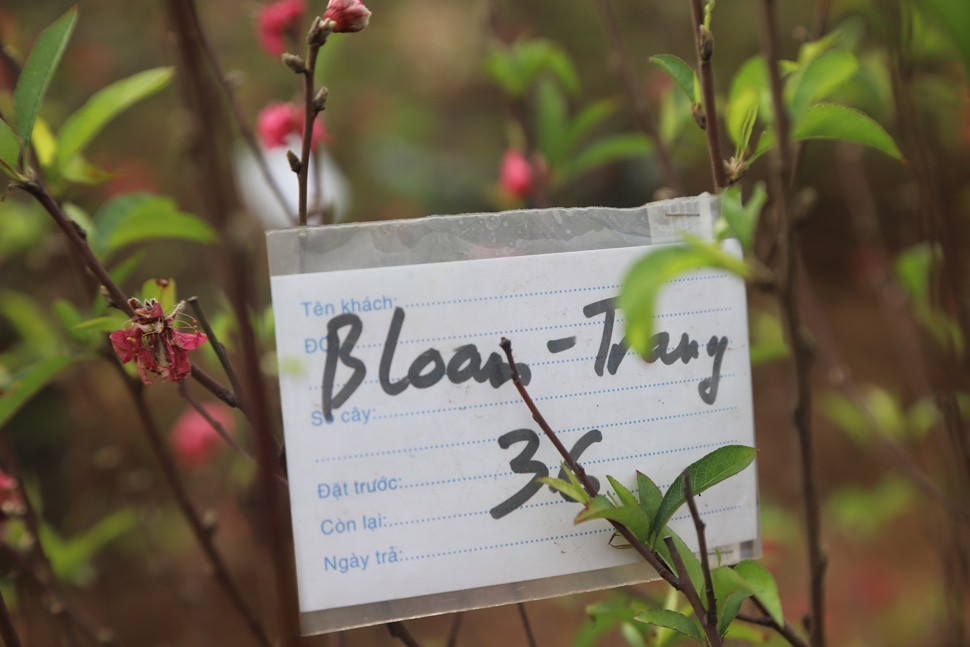 Hái ra tiền từ dịch vụ hồi sinh đào sau Tết-10