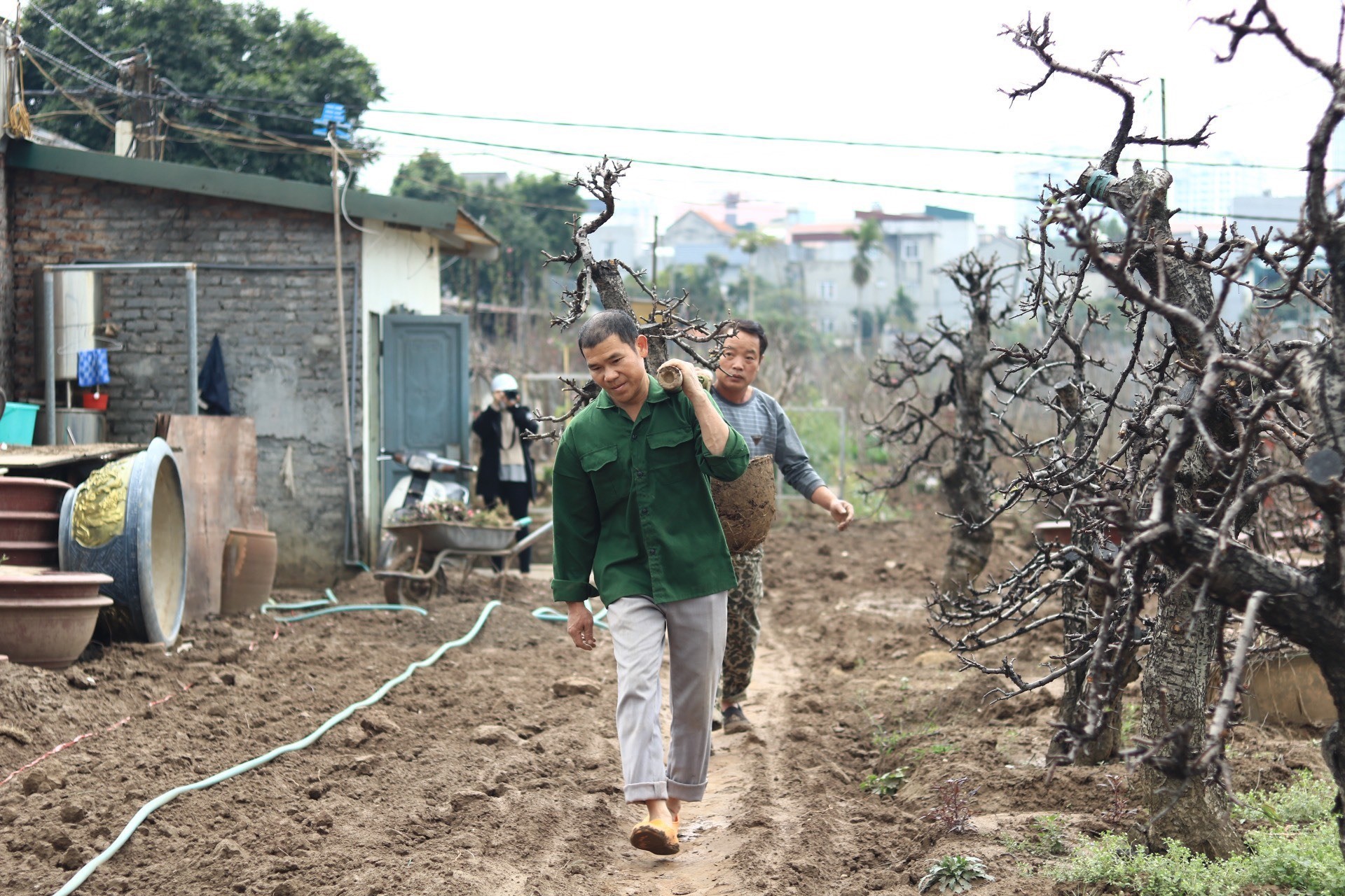 Hái ra tiền từ dịch vụ hồi sinh đào sau Tết-3