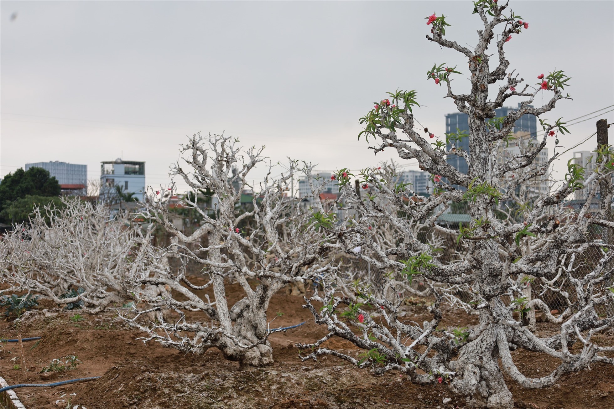 Hái ra tiền từ dịch vụ hồi sinh đào sau Tết-7