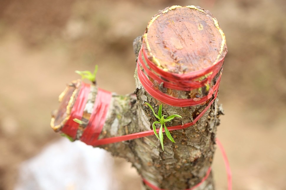 Hái ra tiền từ dịch vụ hồi sinh đào sau Tết-9