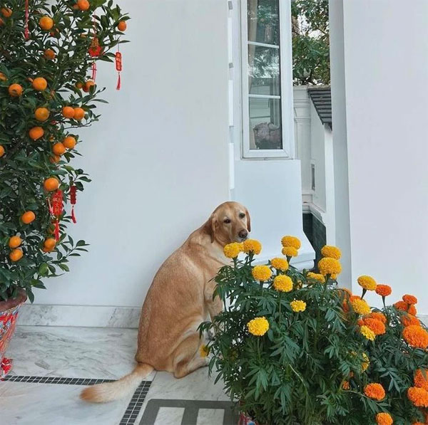 Dẫu giản dị nhưng Tăng Thanh Hà không thể thiếu 2 loài hoa kinh điển: Hết Tết vẫn đẹp!-7