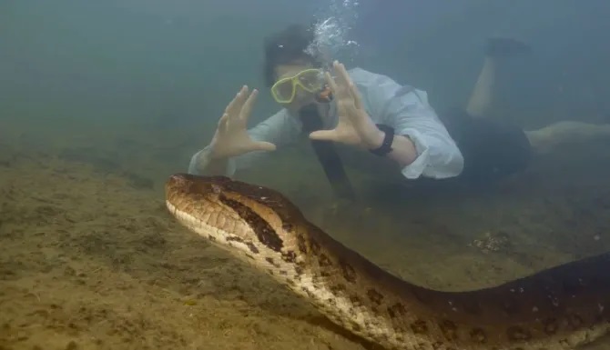 Clip: Phát hiện con trăn Anaconda khổng lồ dài 8 mét, nặng 200kg-1