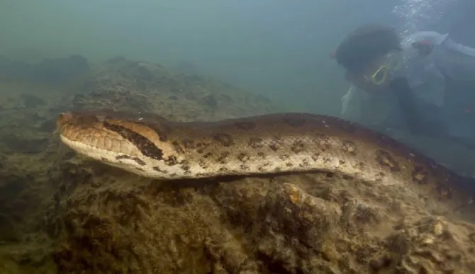Clip: Phát hiện con trăn Anaconda khổng lồ dài 8 mét, nặng 200kg-2
