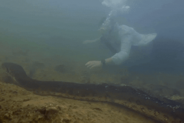 Clip: Phát hiện con trăn Anaconda khổng lồ dài 8 mét, nặng 200kg