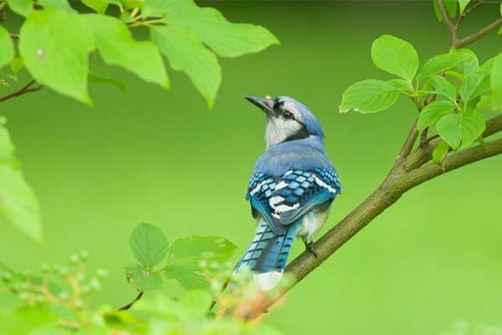 Từ Rằm tháng Giêng: 5 con giáp trúng số, đón cuộc sống mưa thuận gió hòa, mùa màng bội thu