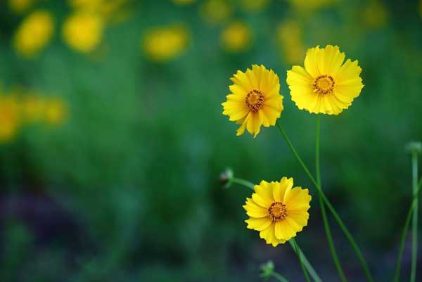 Từ Rằm tháng Giêng: 5 con giáp trúng số, đón cuộc sống mưa thuận gió hòa, mùa màng bội thu-5