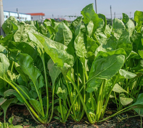 Vua của các loại rau ngăn ngừa, hỗ trợ điều trị ung thư-1