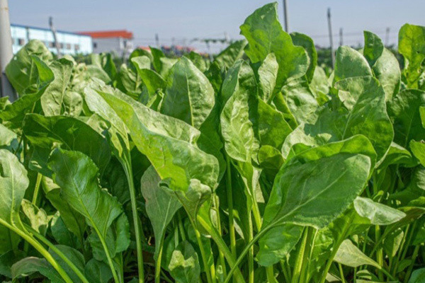 Những người có khả năng miễn dịch mạnh thường có 10 đặc điểm, nếu bạn có thể đạt được 6 cái thì xin chúc mừng!-2