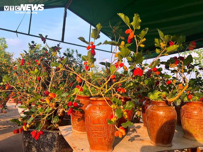 Bonsai dâu tằm dáng siêu độc, bán giá hàng chục triệu đồng/cây-10