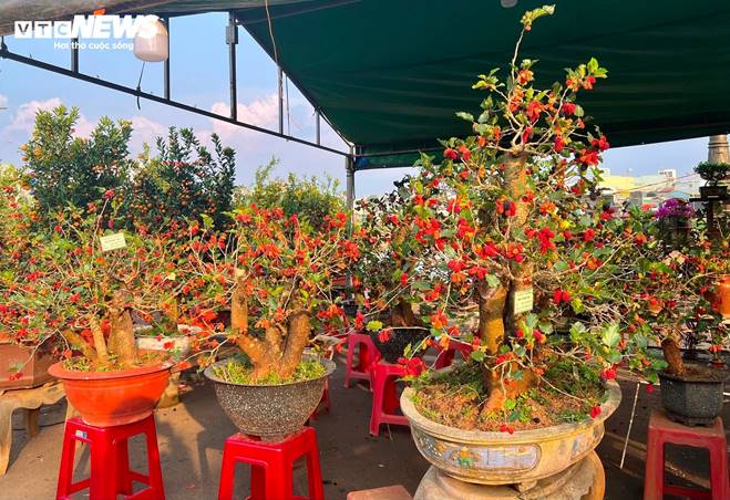 Bonsai dâu tằm dáng siêu độc, bán giá hàng chục triệu đồng/cây-11