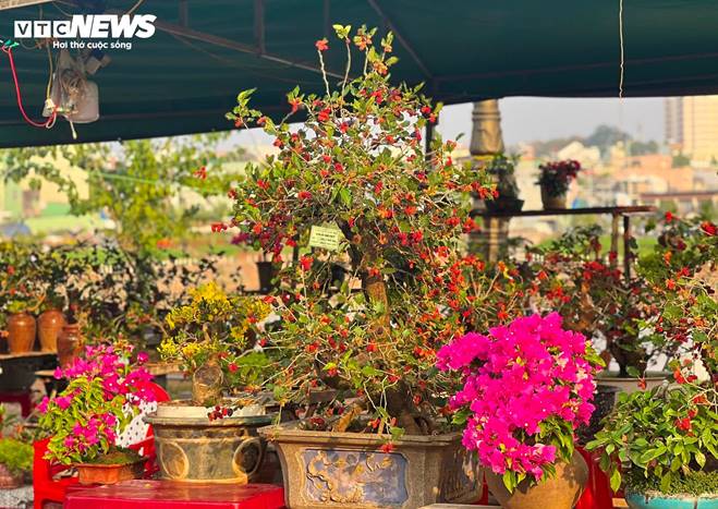 Bonsai dâu tằm dáng siêu độc, bán giá hàng chục triệu đồng/cây-3