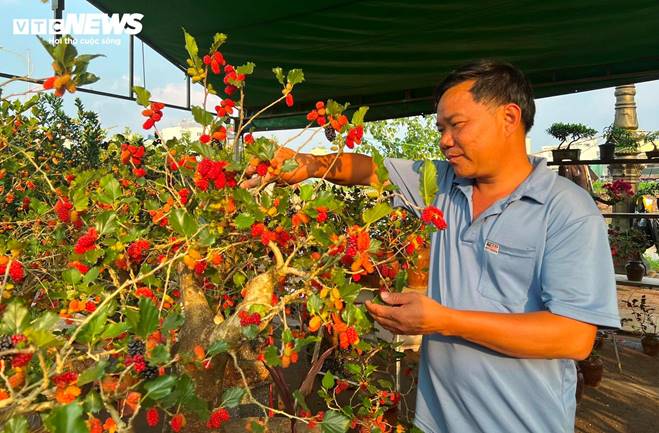 Bonsai dâu tằm dáng siêu độc, bán giá hàng chục triệu đồng/cây-4