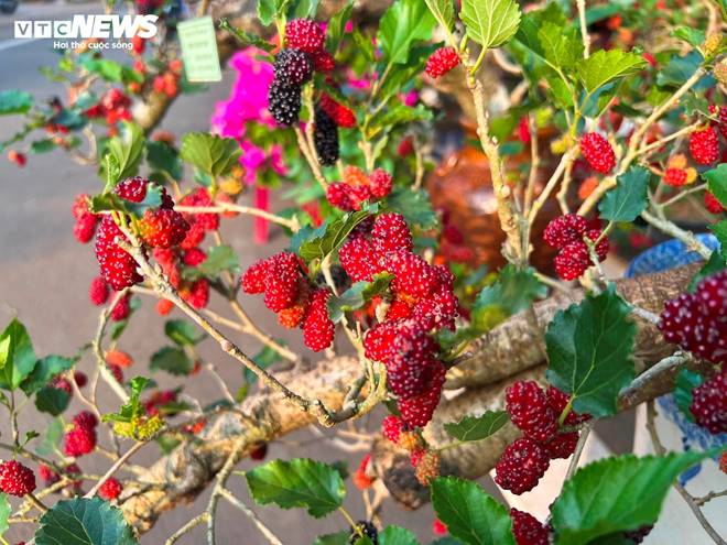 Bonsai dâu tằm dáng siêu độc, bán giá hàng chục triệu đồng/cây-7