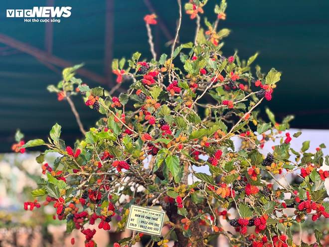 Bonsai dâu tằm dáng siêu độc, bán giá hàng chục triệu đồng/cây-8