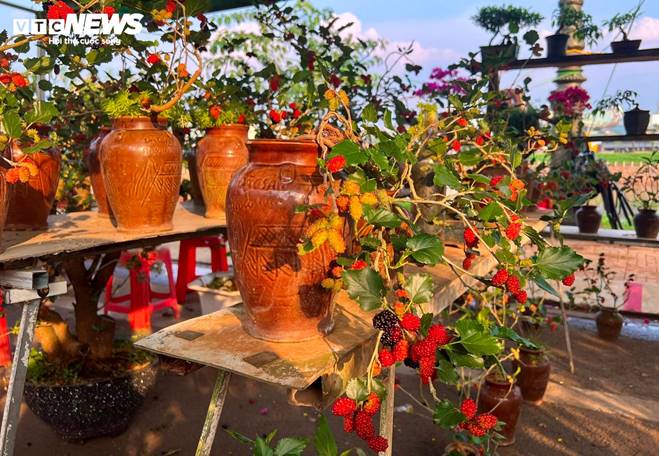 Bonsai dâu tằm dáng siêu độc, bán giá hàng chục triệu đồng/cây-9