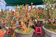 Bonsai dâu tằm dáng 'siêu độc', bán giá hàng chục triệu đồng/cây