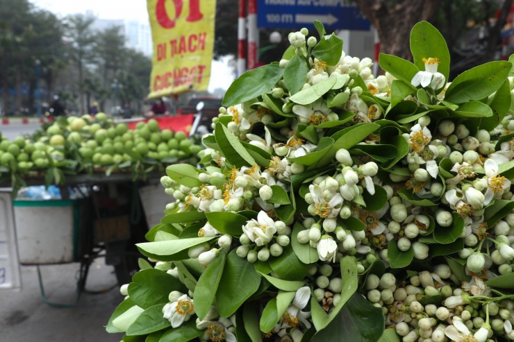 Hoa bưởi đầu mùa giá tới nửa triệu đồng/kg vẫn hút khách Hà Thành-1
