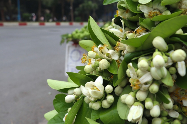 Hoa bưởi đầu mùa giá tới nửa triệu đồng/kg vẫn hút khách Hà Thành-2