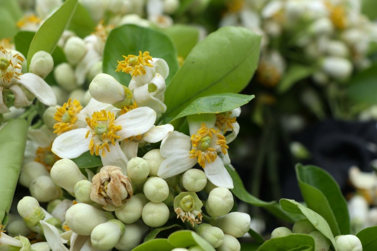 Hoa bưởi đầu mùa giá tới nửa triệu đồng/kg vẫn hút khách Hà Thành-8