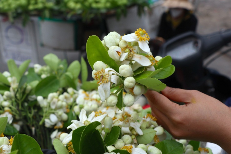 Hoa bưởi đầu mùa giá tới nửa triệu đồng/kg vẫn hút khách Hà Thành-9