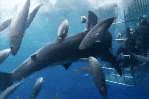 Cá mập bị vòng nhựa siết chặt lộ nguyên phần thịt trên đầu-1