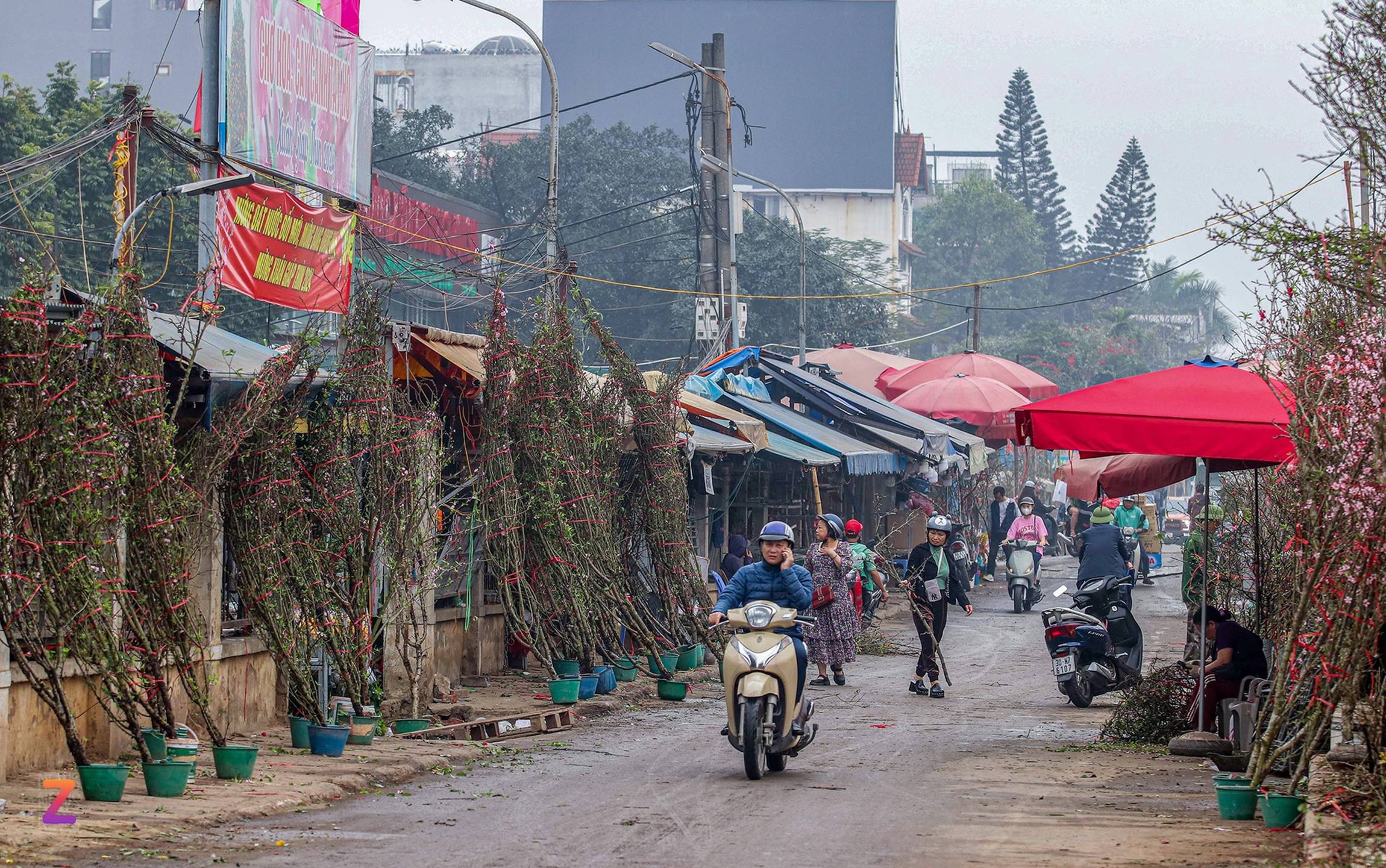 Tiểu thương lỗ hàng trăm triệu, chấp nhận bán rẻ đào, quất sau Tết-1