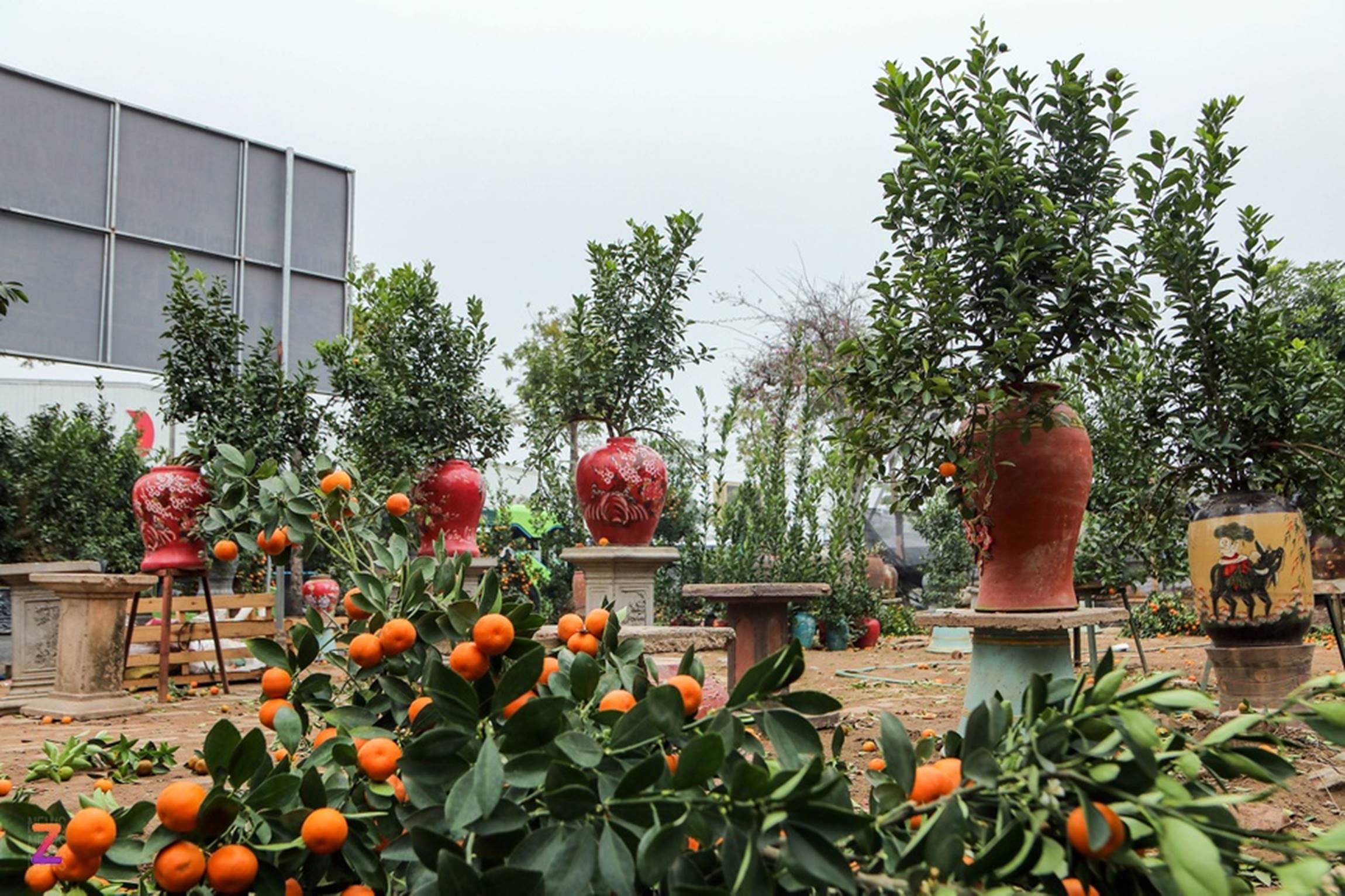 Tiểu thương lỗ hàng trăm triệu, chấp nhận bán rẻ đào, quất sau Tết-10