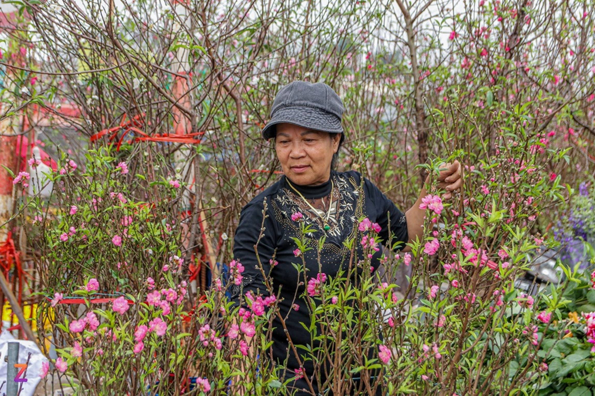 Tiểu thương lỗ hàng trăm triệu, chấp nhận bán rẻ đào, quất sau Tết-3