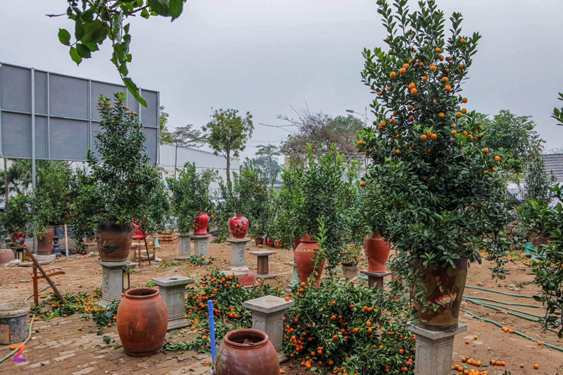 Tiểu thương lỗ hàng trăm triệu, chấp nhận bán rẻ đào, quất sau Tết-7