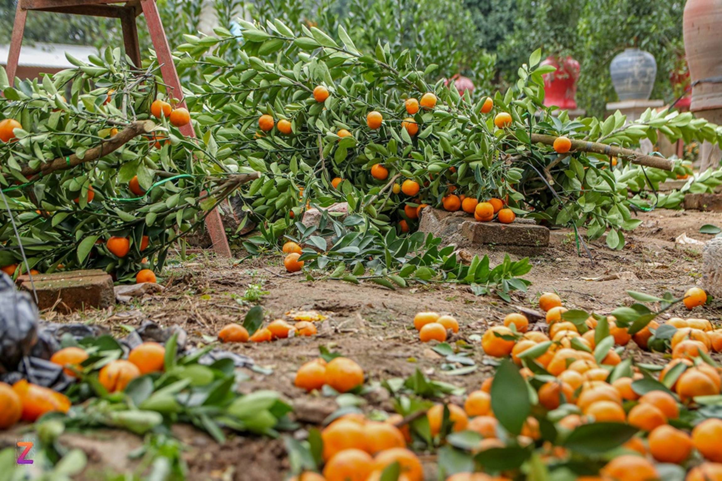Tiểu thương lỗ hàng trăm triệu, chấp nhận bán rẻ đào, quất sau Tết-9