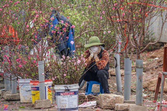 Tiểu thương lỗ hàng trăm triệu, chấp nhận bán rẻ đào, quất sau Tết