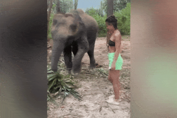 Cố tình tiếp cận voi rừng, cô gái bất ngờ bị hất văng xuống đất