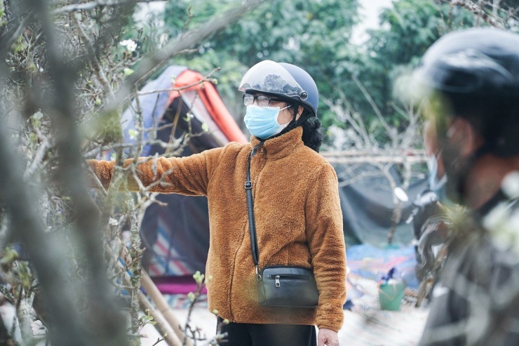 Sau Tết Nguyên đán người dân Hà Nội chuyển sang chơi hoa lê rừng-2