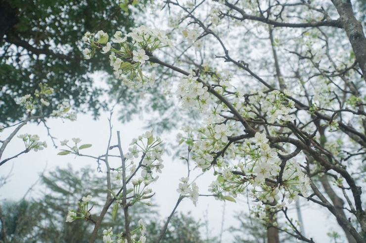 Sau Tết Nguyên đán người dân Hà Nội chuyển sang chơi hoa lê rừng-3