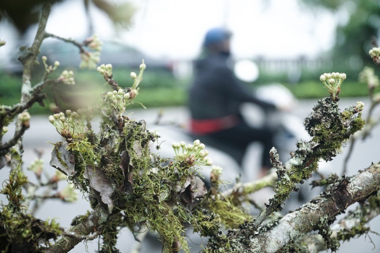 Sau Tết Nguyên đán người dân Hà Nội chuyển sang chơi hoa lê rừng-4