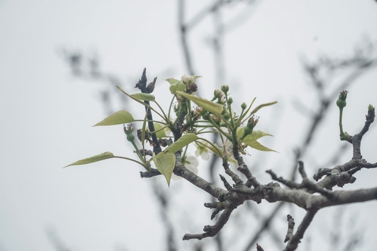 Sau Tết Nguyên đán người dân Hà Nội chuyển sang chơi hoa lê rừng-5